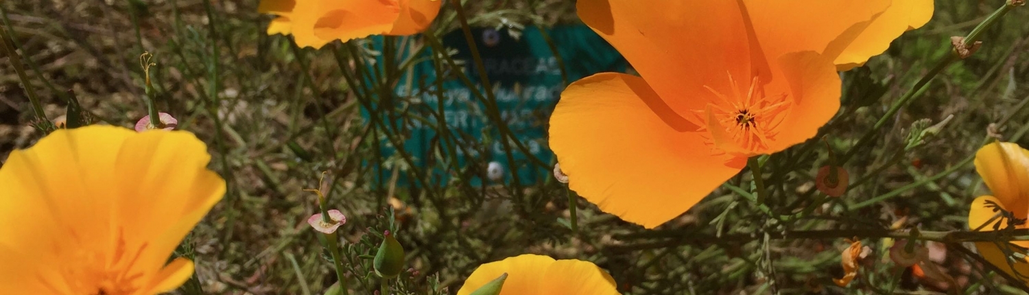 Eschscholzia californica Eschscholzia californica