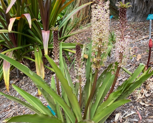 Eucomis comosa