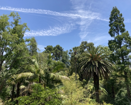 UCLA Botanical Garden