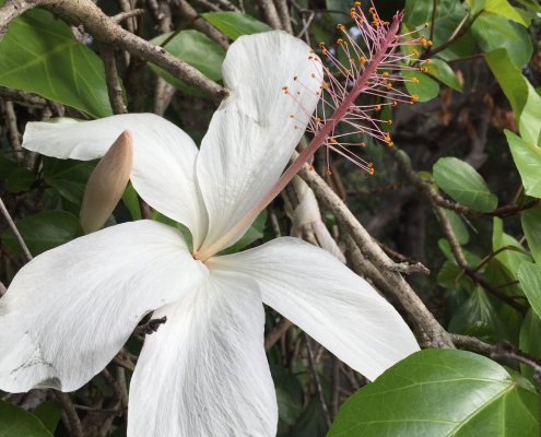 Hibiscus arnottianus