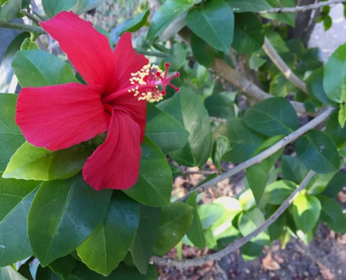 Hibiscus clayi