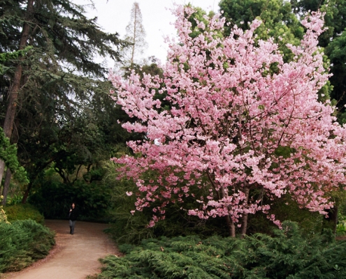 Prunus serrulata 'Pink Cloud'