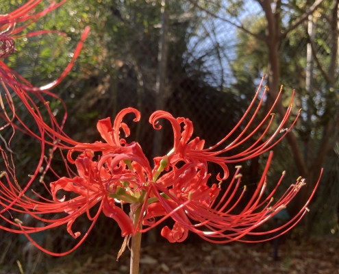Lycoris radiata