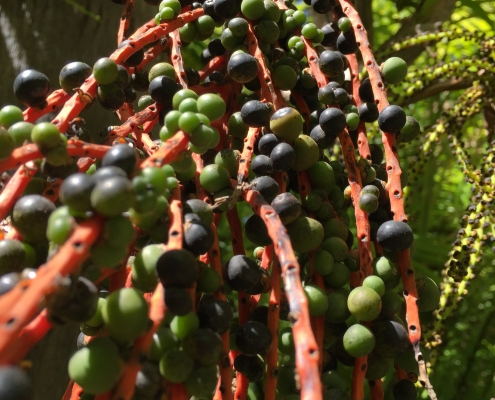 Palm Fruits