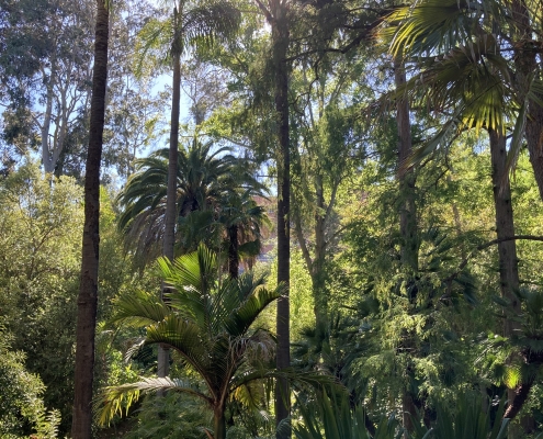 Palms