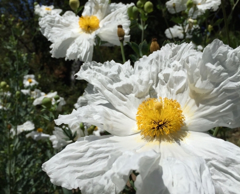 Romneya coulteri Romneya coulteri