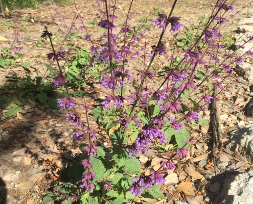 Salvia judaica Salvia judaica