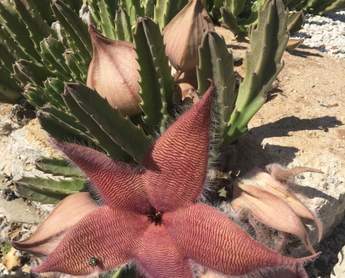 Stapelia grandiflora Stapelia grandiflora