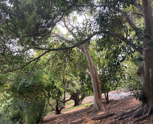 Subtropical Woodlands