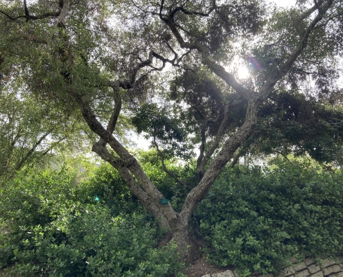 UCLA Botanical Garden 2