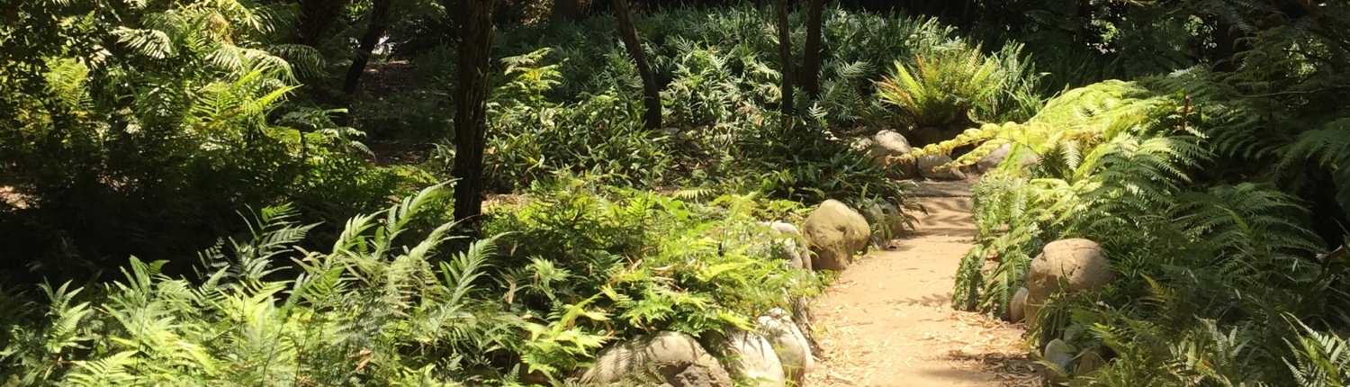 Ferns copy