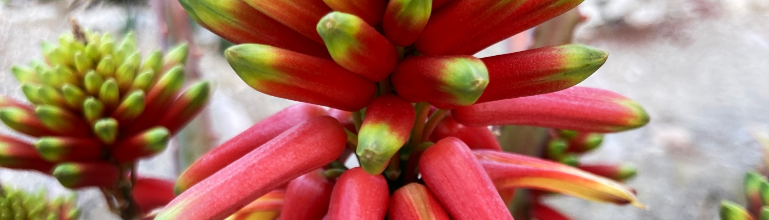 AloeInflorescence