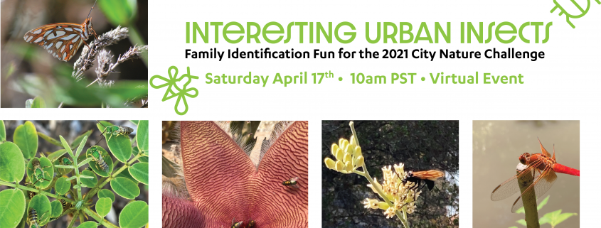 Interesting Urban Insects