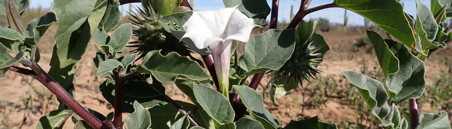 Daturadiscolor