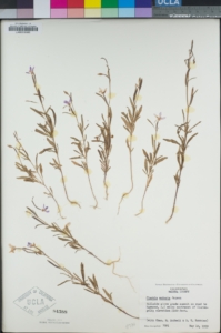 clarkia
