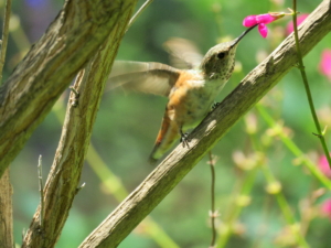 Hummingbird ID Workshop