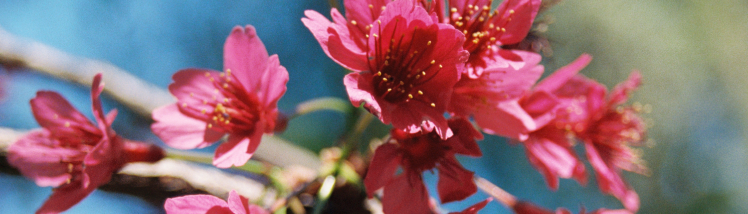 What's Blooming