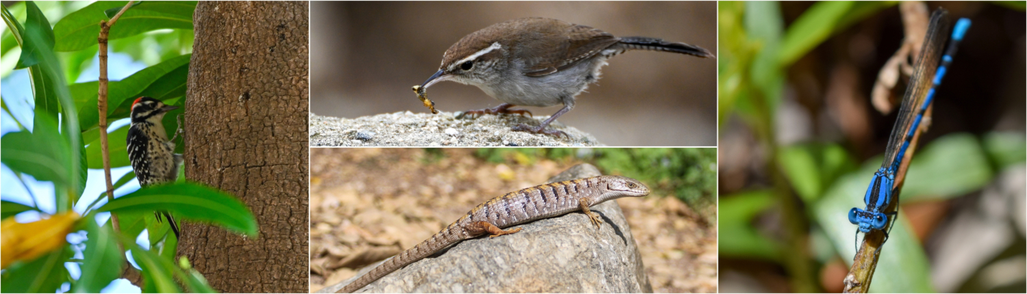 Wildlife in the Garden